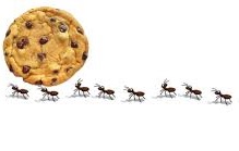 Keep Cookies OFF Floor- Ant Season is upon us!